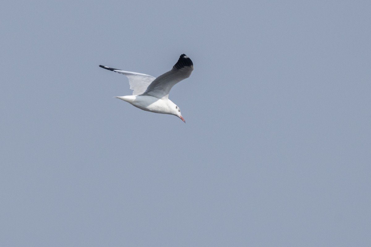 Gaviota Centroasiática - ML645376401