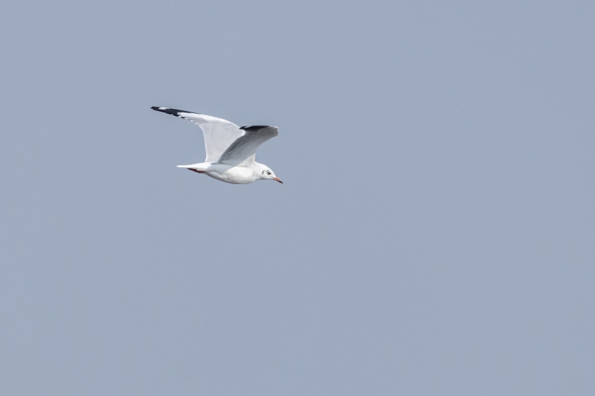 Gaviota Centroasiática - ML645376402