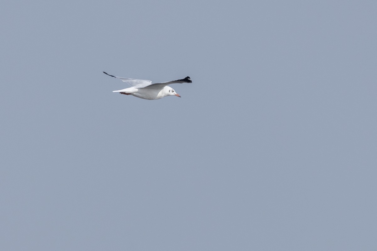 Gaviota Centroasiática - ML645376403