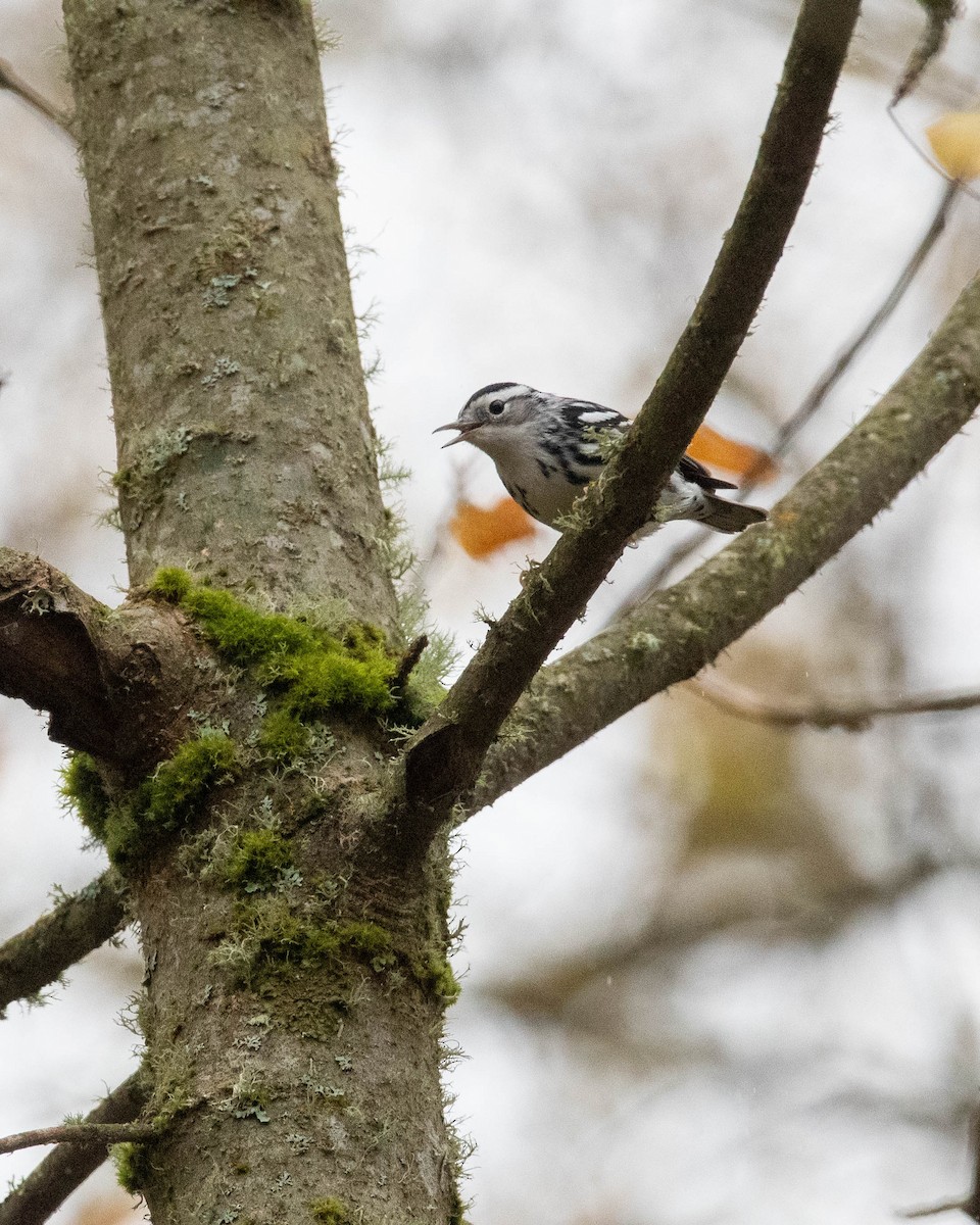 Black-and-white Warbler - ML645376407