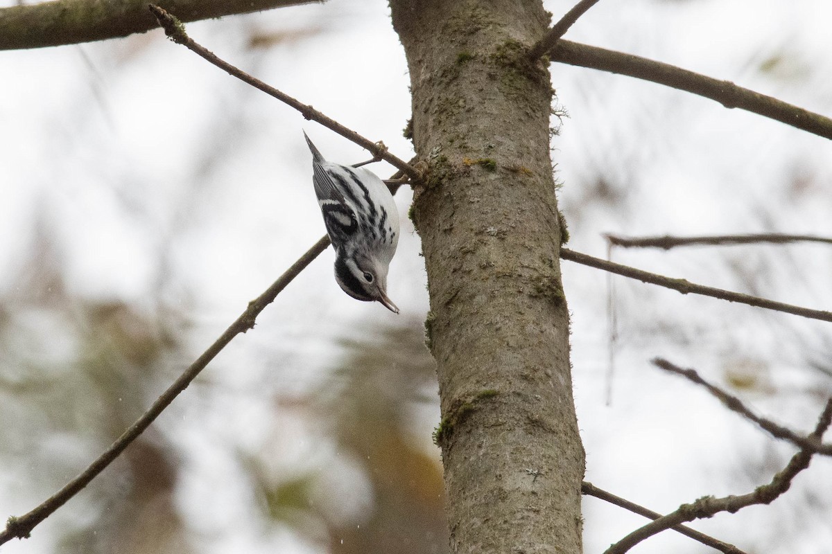 Black-and-white Warbler - ML645376408