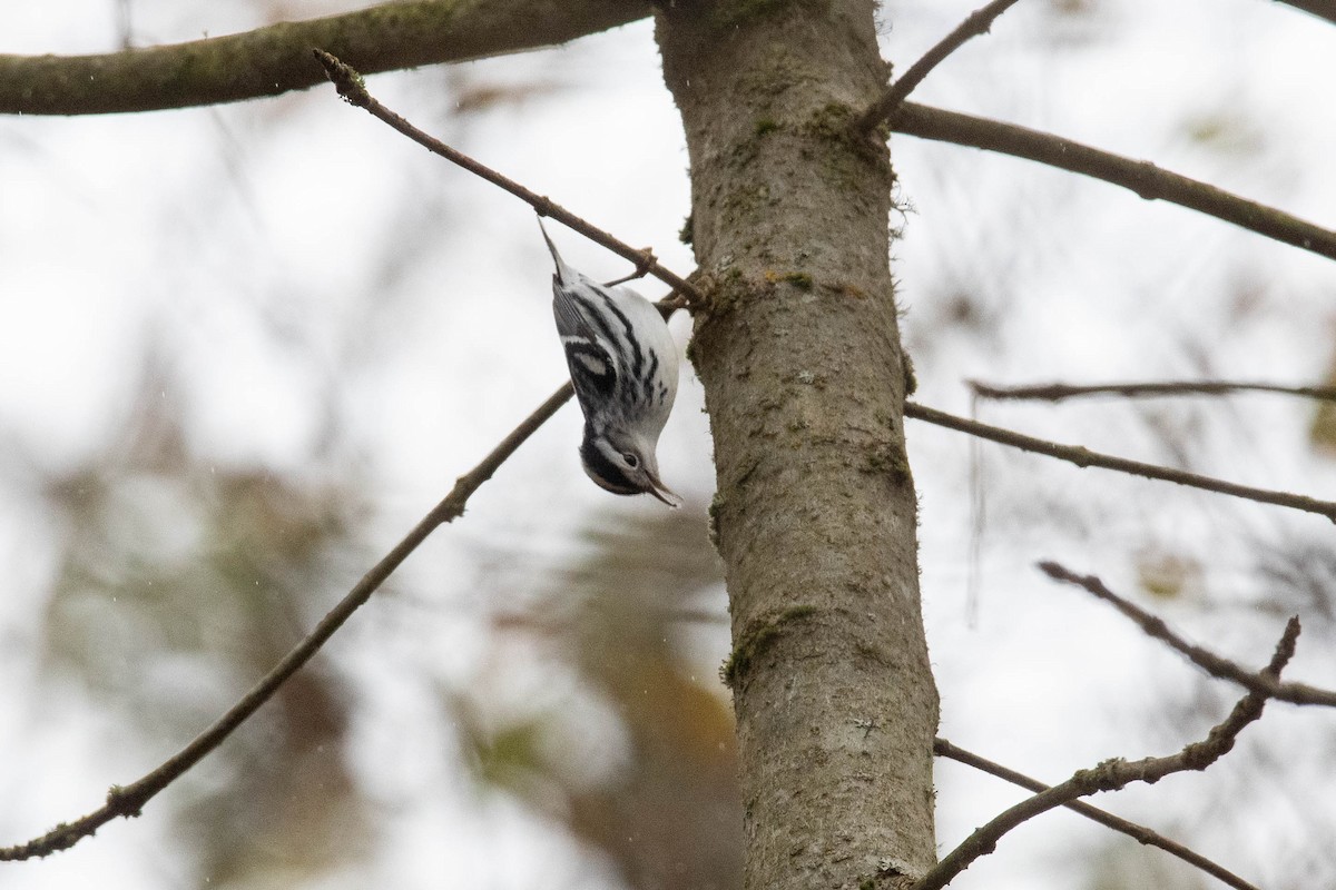 Black-and-white Warbler - ML645376409