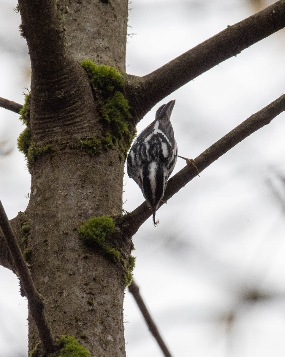 Black-and-white Warbler - ML645376413