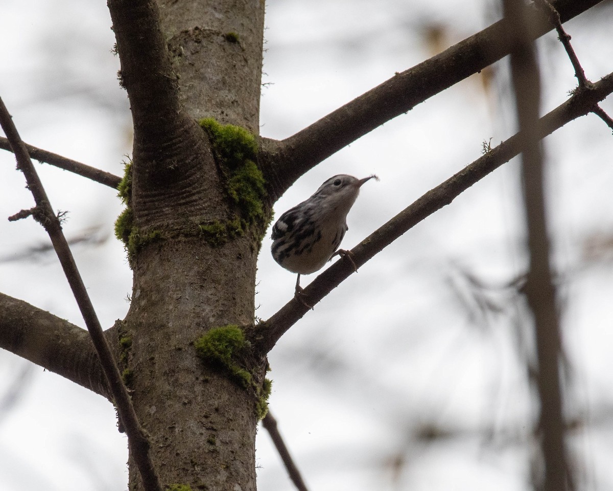 Black-and-white Warbler - ML645376414