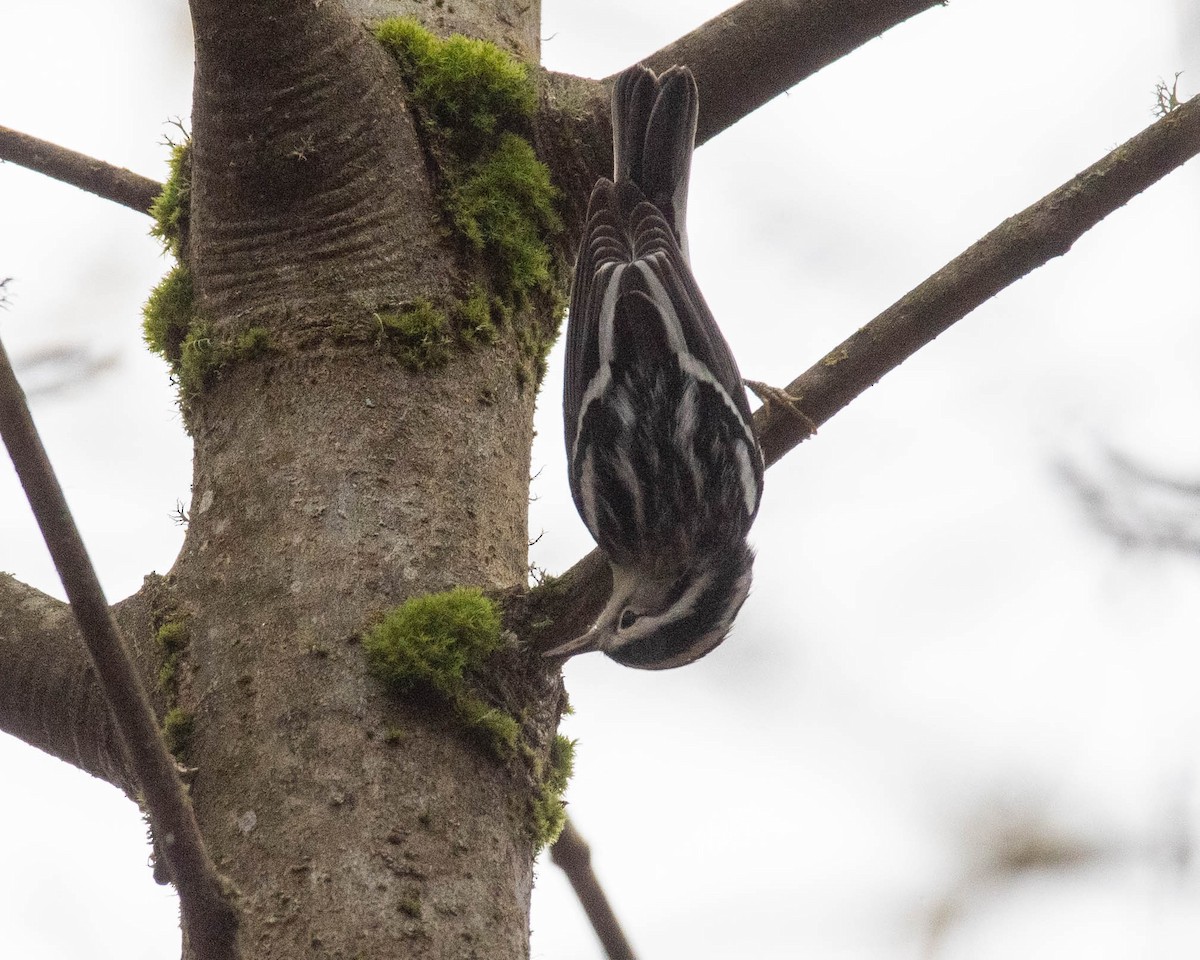 Black-and-white Warbler - ML645376415