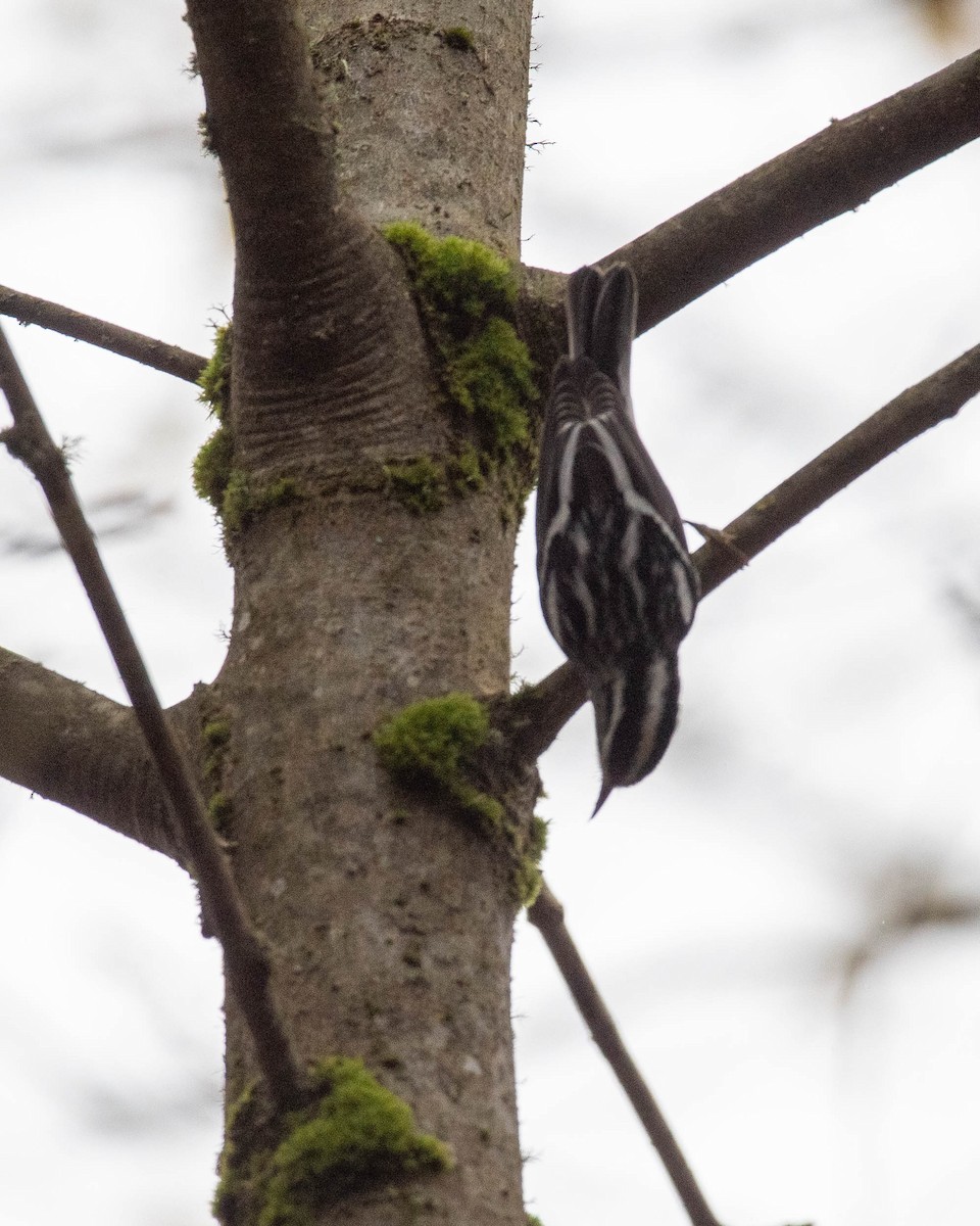 Black-and-white Warbler - ML645376416