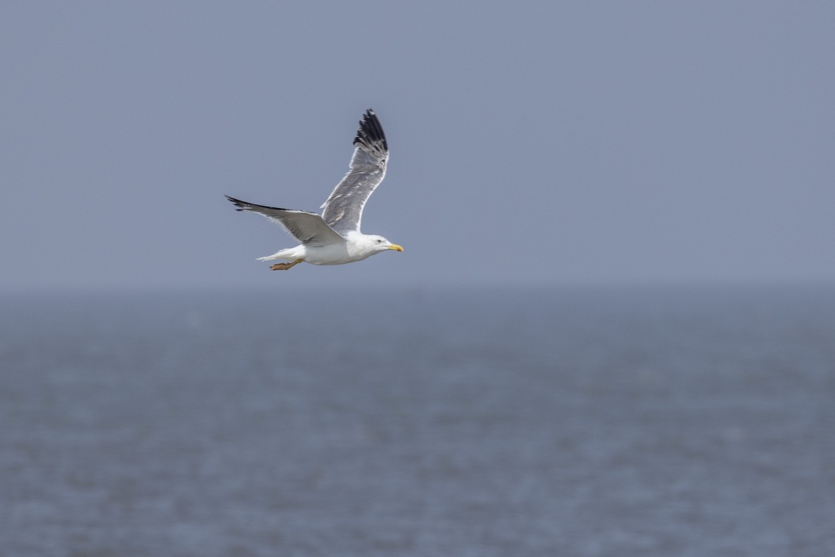 Lesser Black-backed Gull - ML645376434