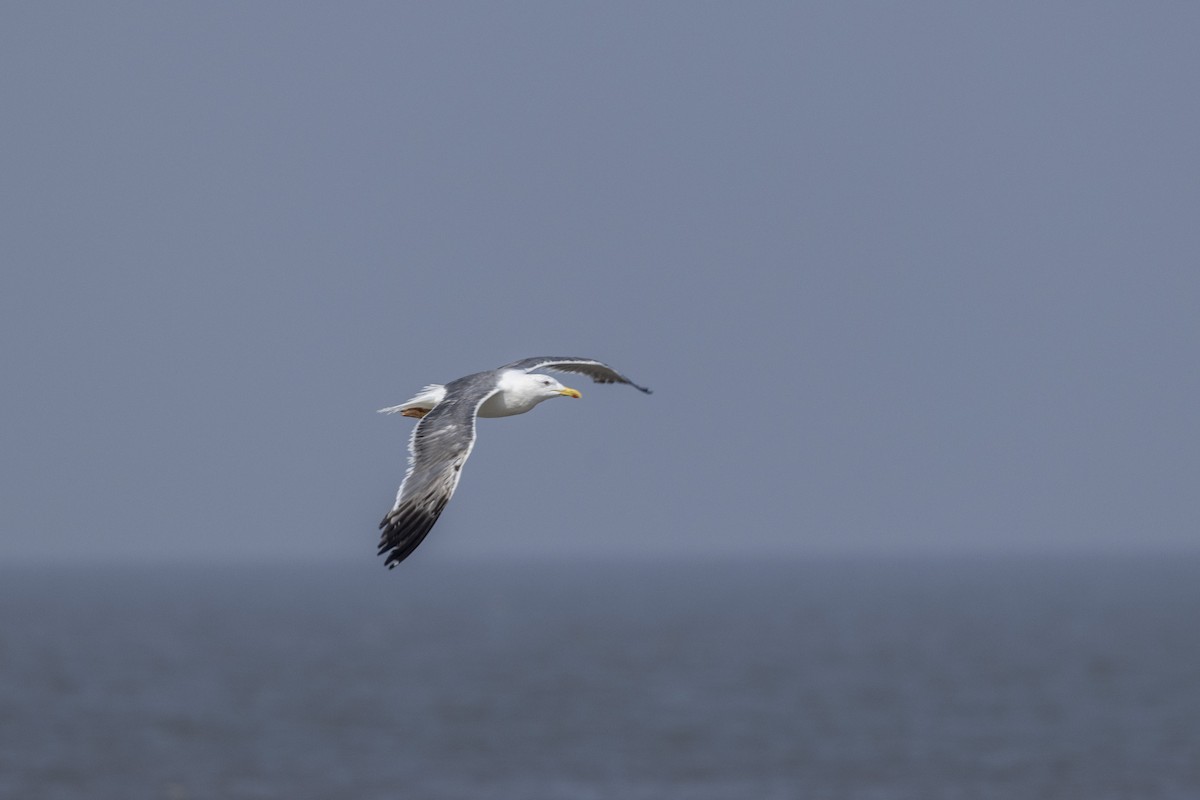Lesser Black-backed Gull - ML645376435