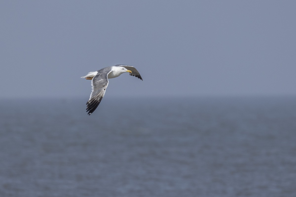 Lesser Black-backed Gull - ML645376436