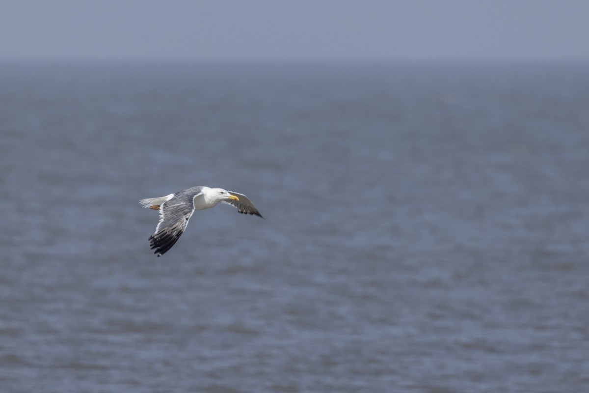 Lesser Black-backed Gull - ML645376437