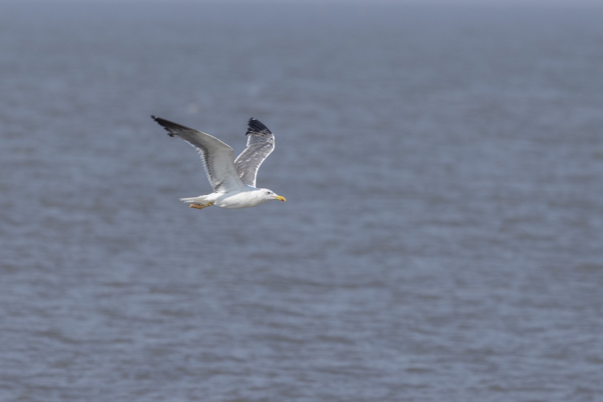 Lesser Black-backed Gull - ML645376438