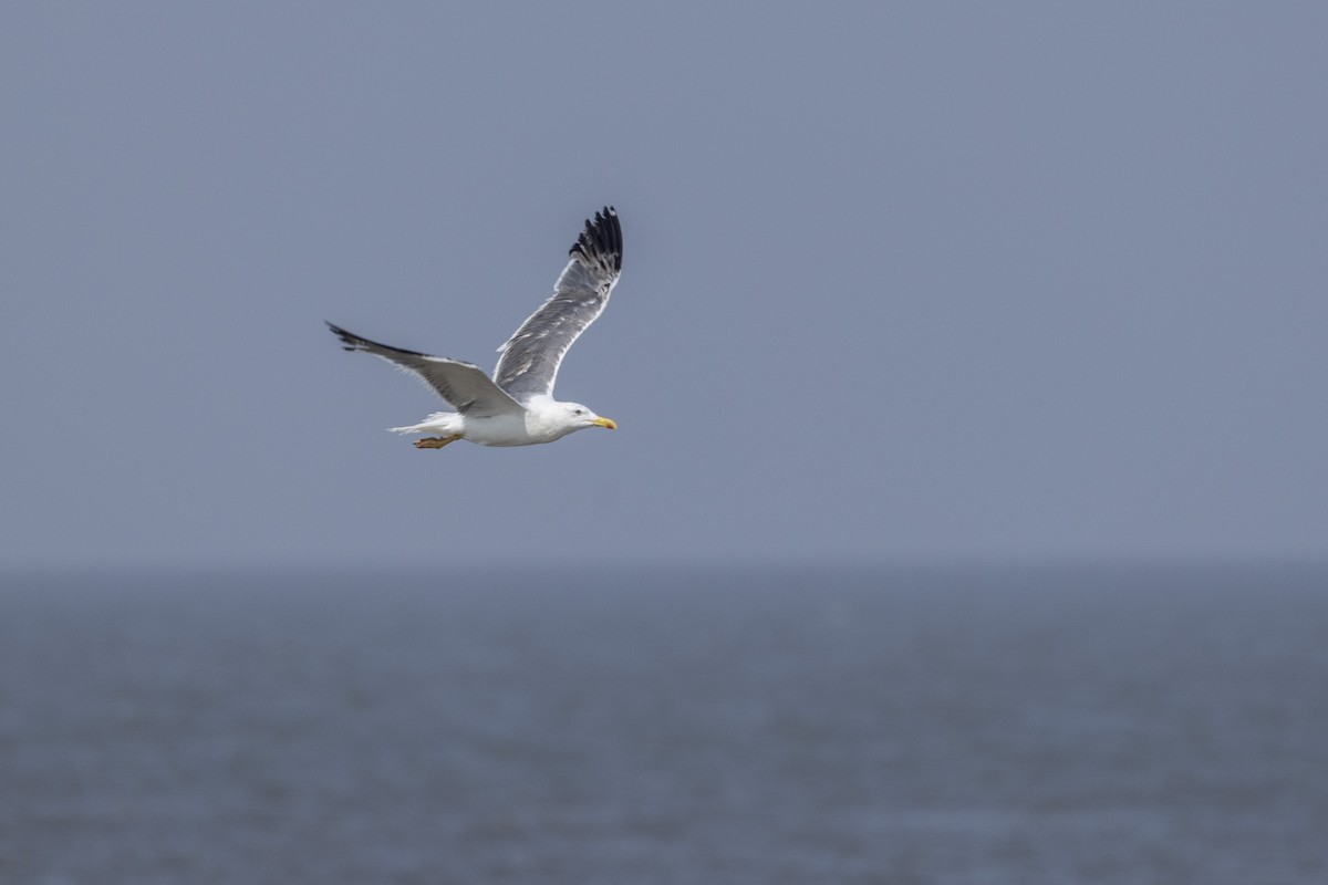 Lesser Black-backed Gull - ML645376439