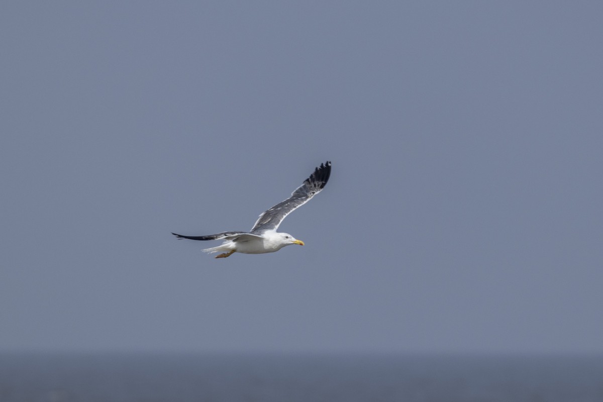 Lesser Black-backed Gull - ML645376440