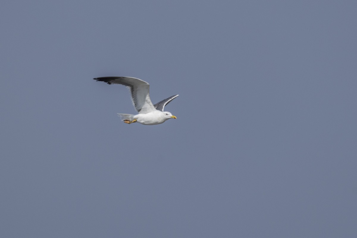Lesser Black-backed Gull - ML645376441