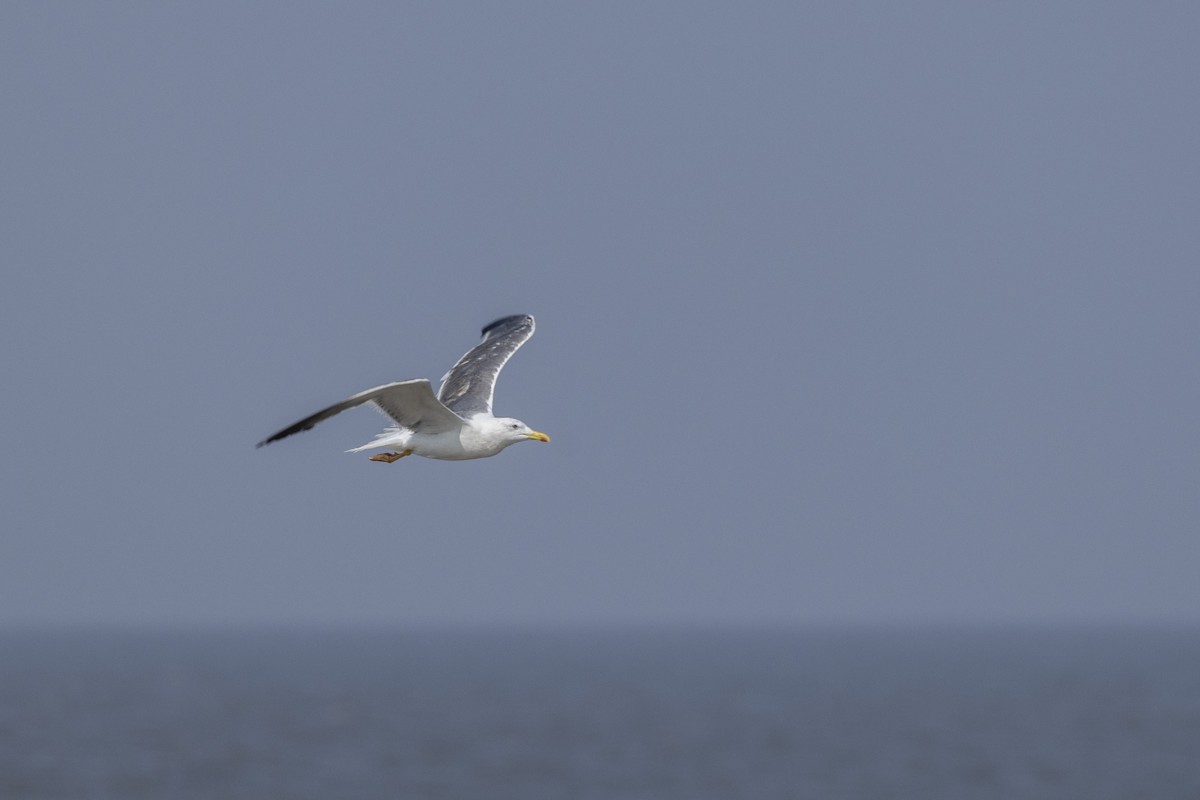 Lesser Black-backed Gull - ML645376442