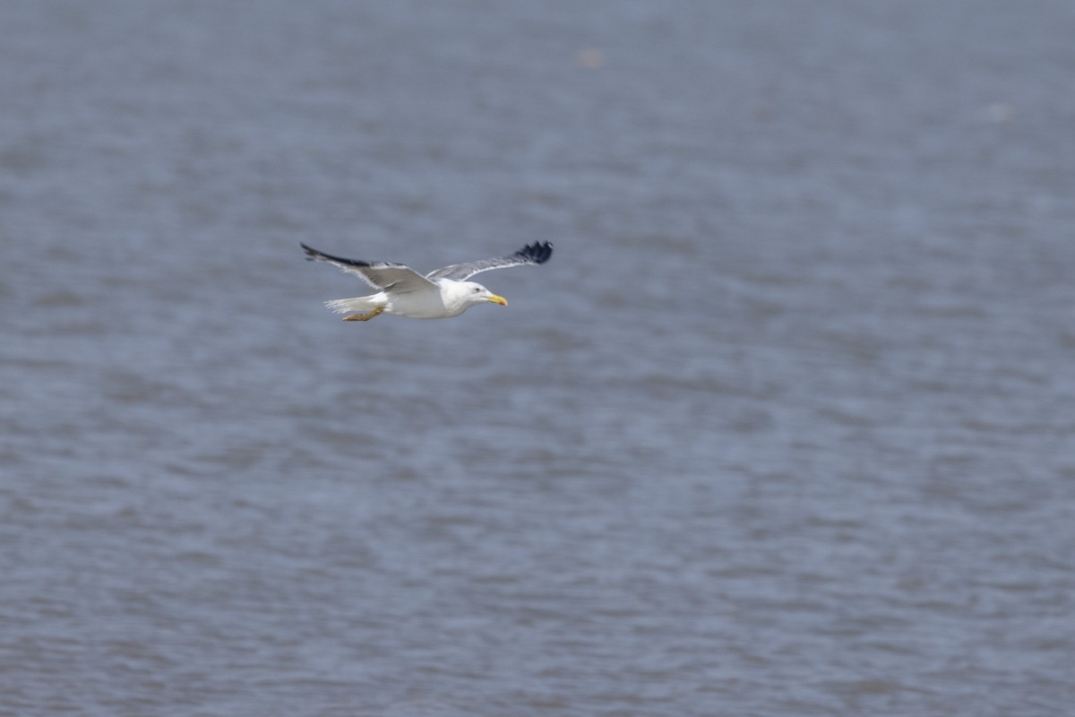 Lesser Black-backed Gull - ML645376443