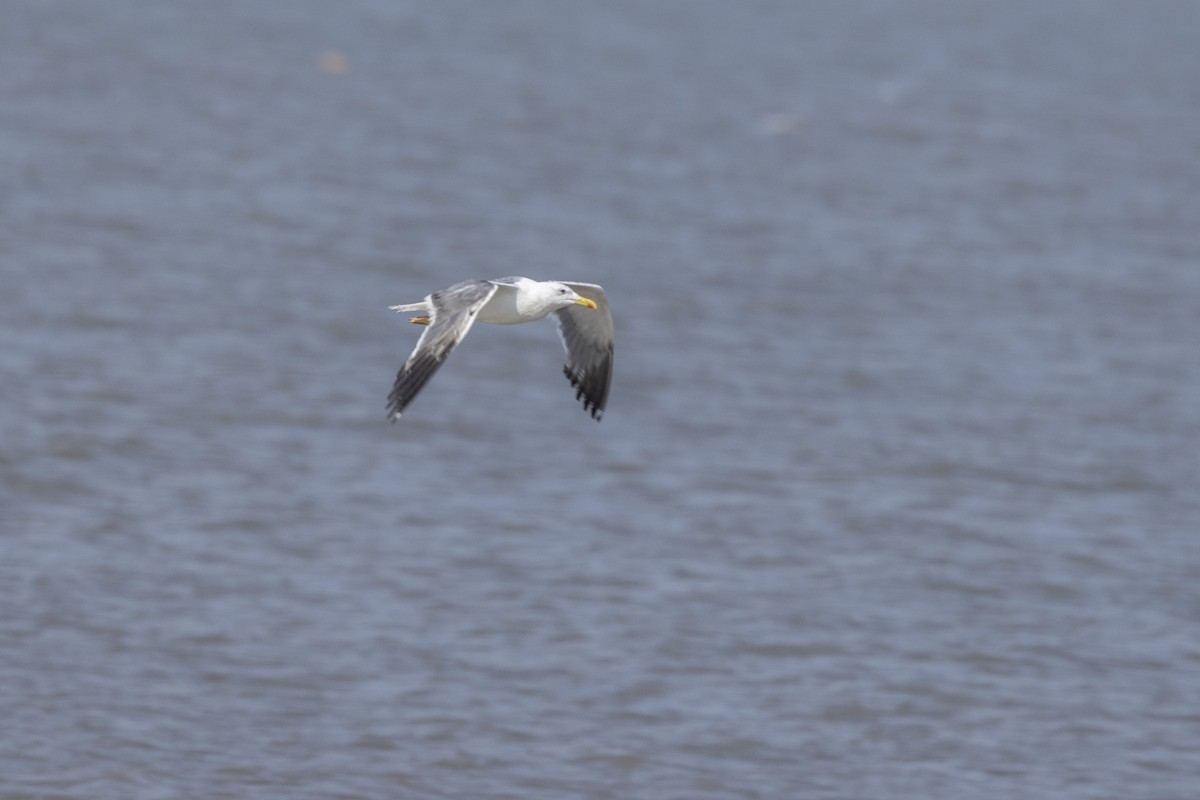 Lesser Black-backed Gull - ML645376444