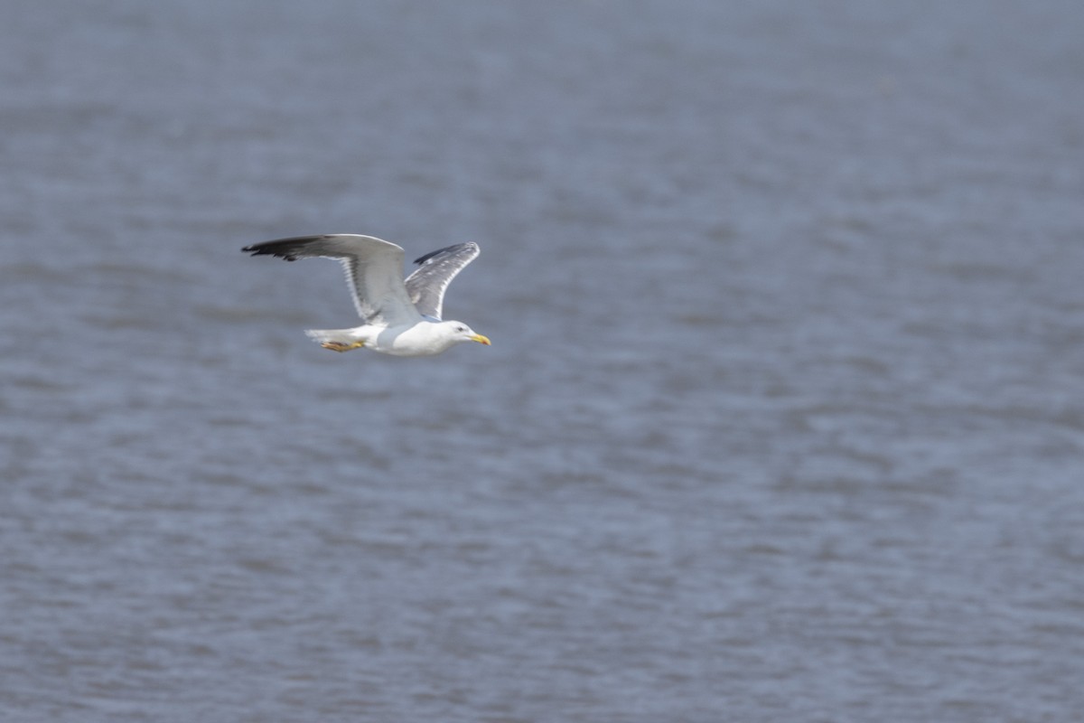 Lesser Black-backed Gull - ML645376445