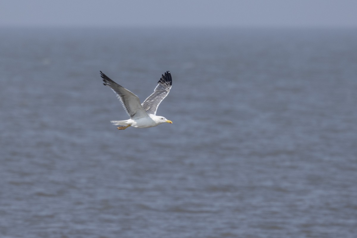 Lesser Black-backed Gull - ML645376446