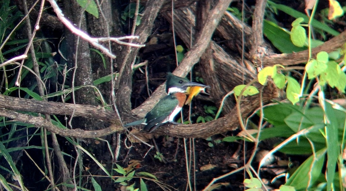 Amazon Kingfisher - ML645376447