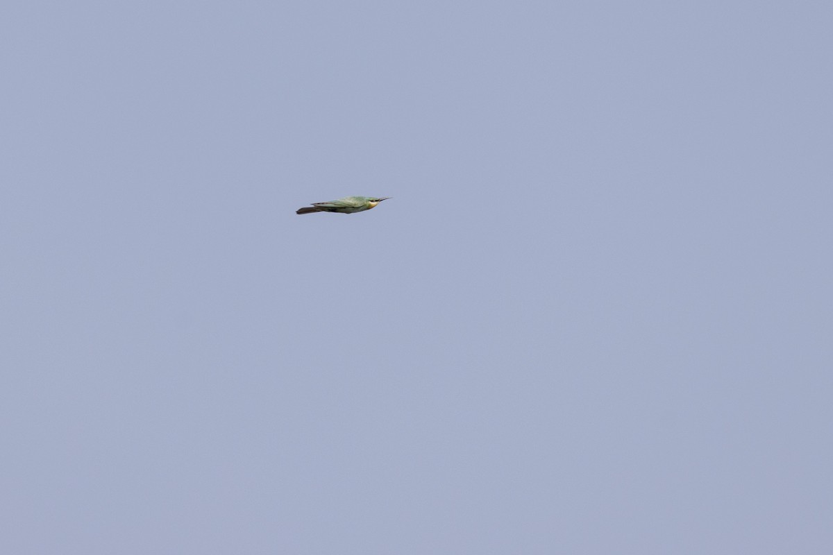 vlha modrolící - ML645376449