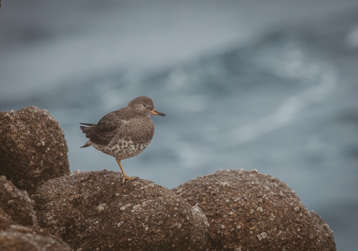 Surfbird - ML645376454