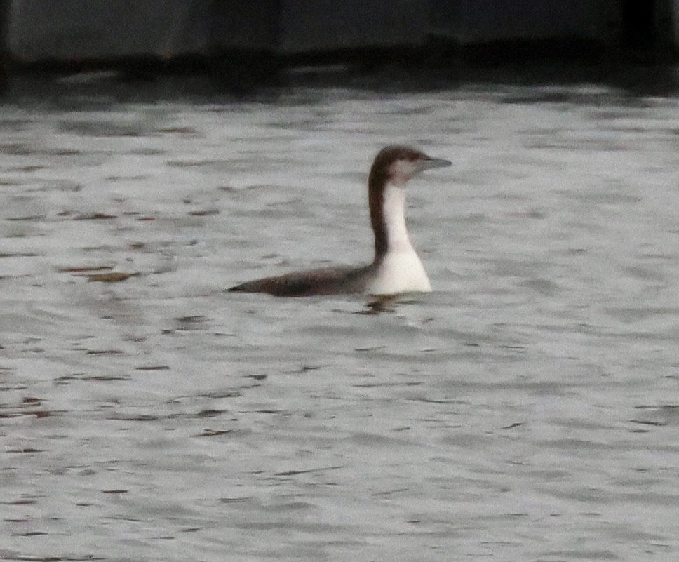 Pacific Loon - ML645376461
