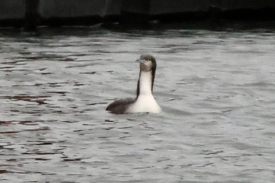 Pacific Loon - ML645376462