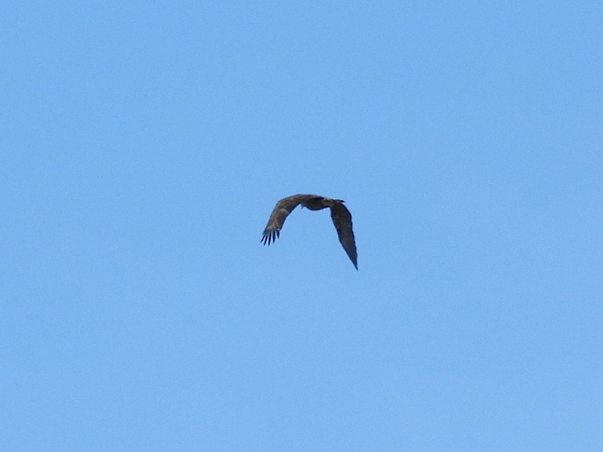 Орлан білоголовий - ML645376469