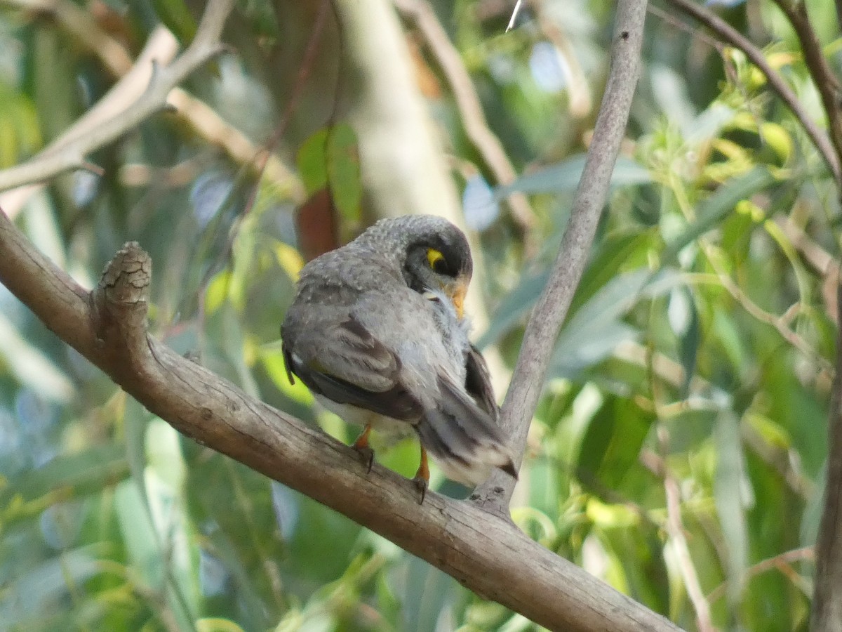 Noisy Miner - ML645376475