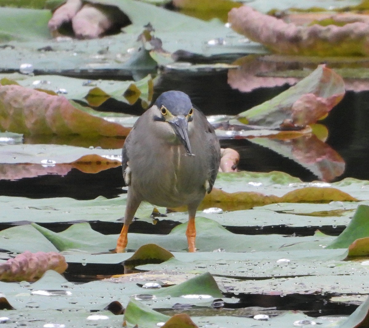 Nankeen Night Heron - ML645376490