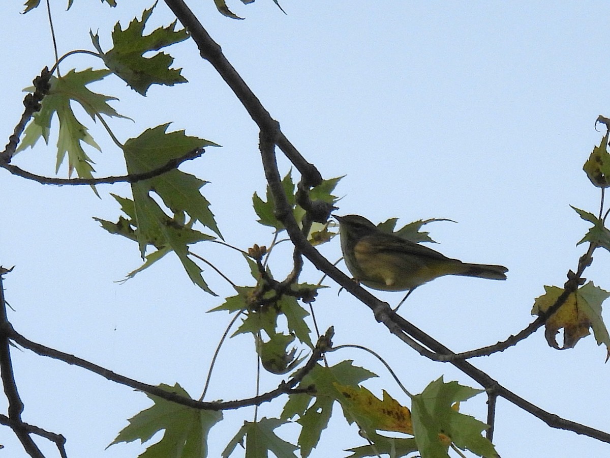Пісняр-лісовик рудоголовий - ML645376493