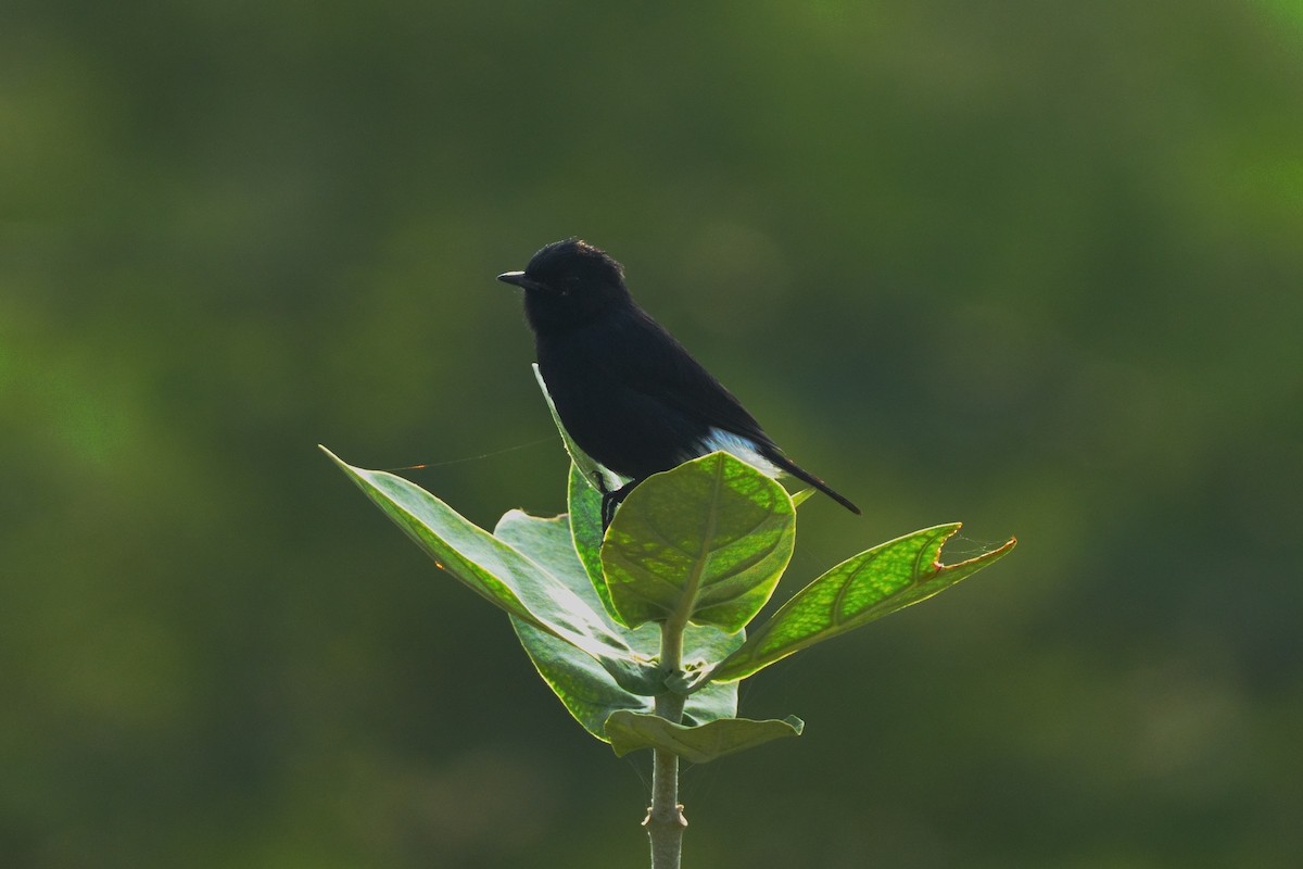 クロノビタキ - ML645376504