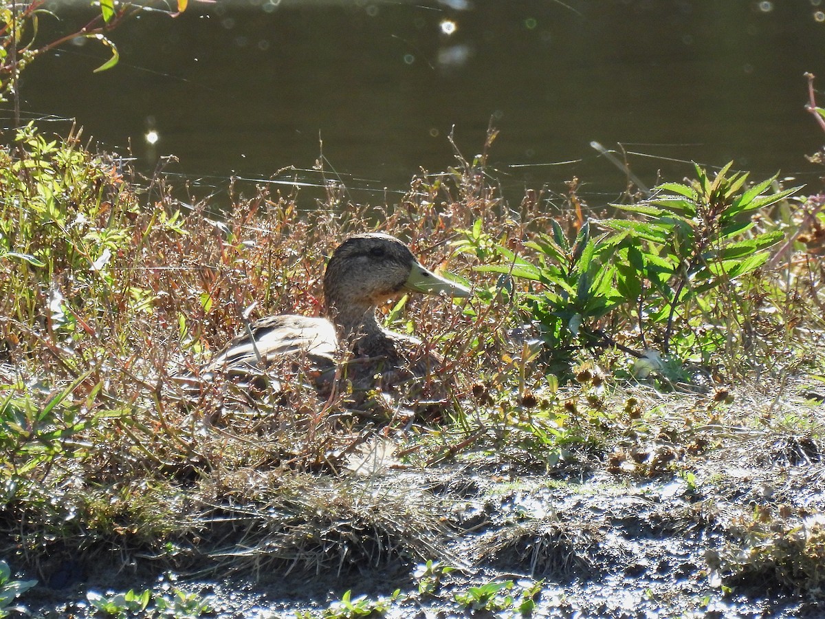Крижень звичайний - ML645376506
