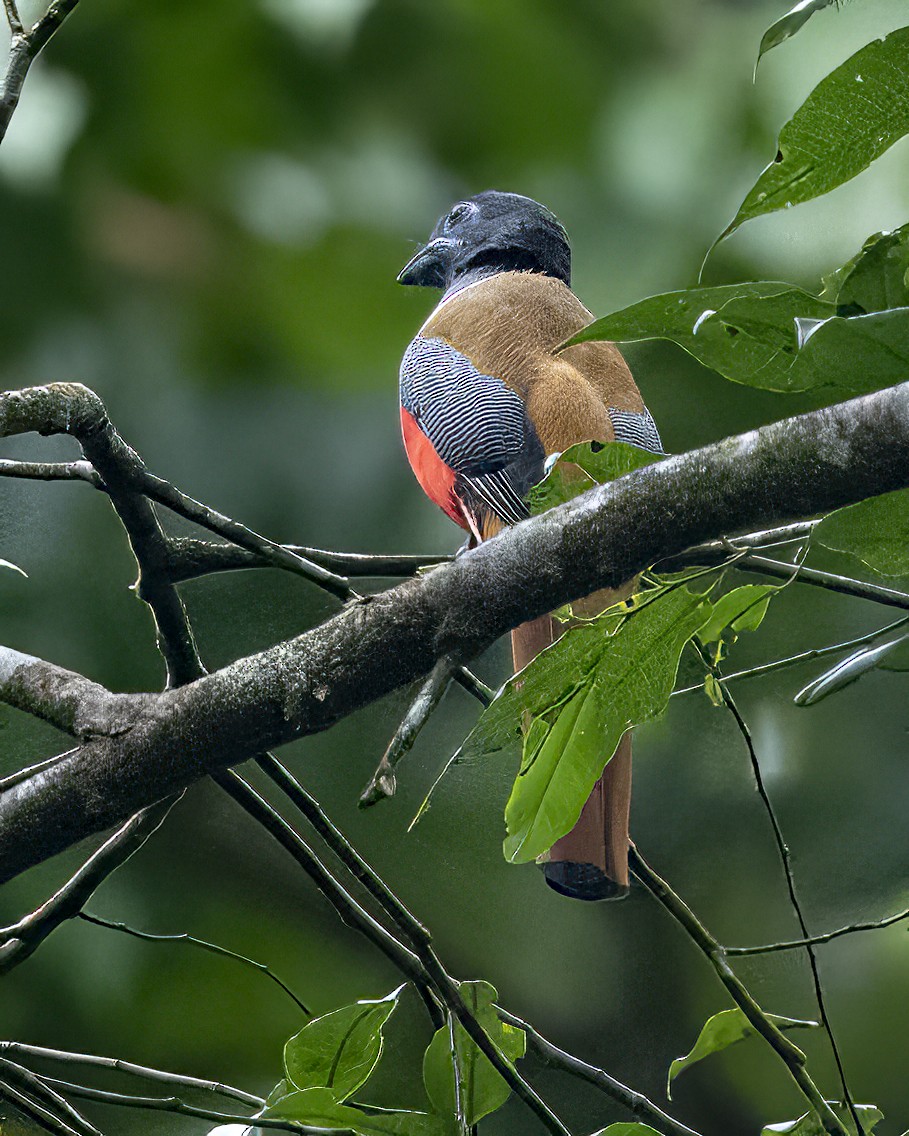 Malabar Trogon - ML645376507