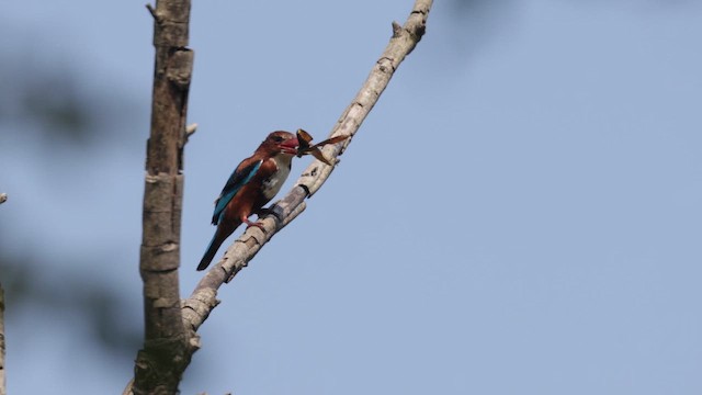 White-throated Kingfisher - ML645376508