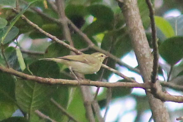 Pouillot du Caucase - ML645376509