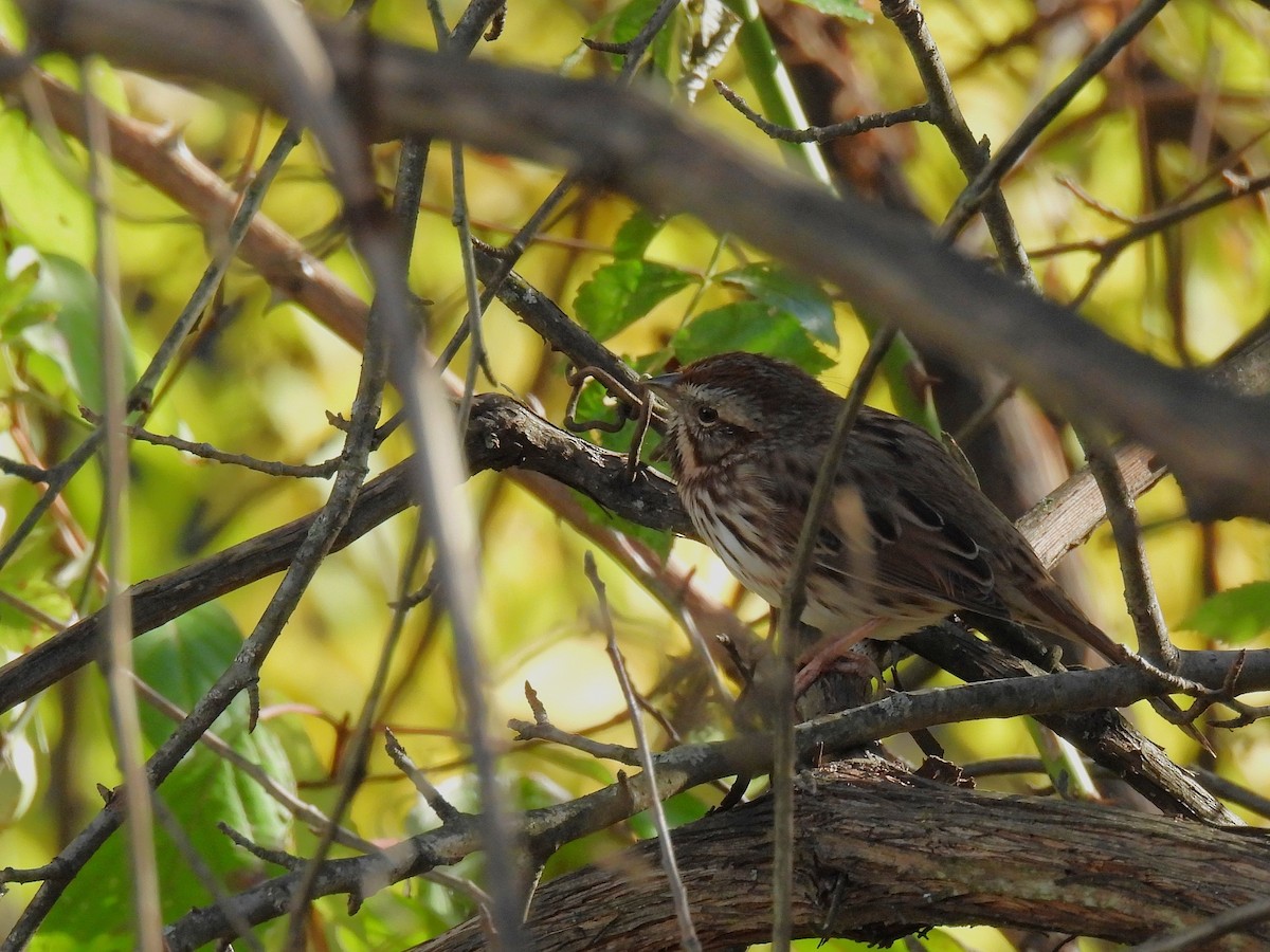 Пасовка співоча - ML645376525