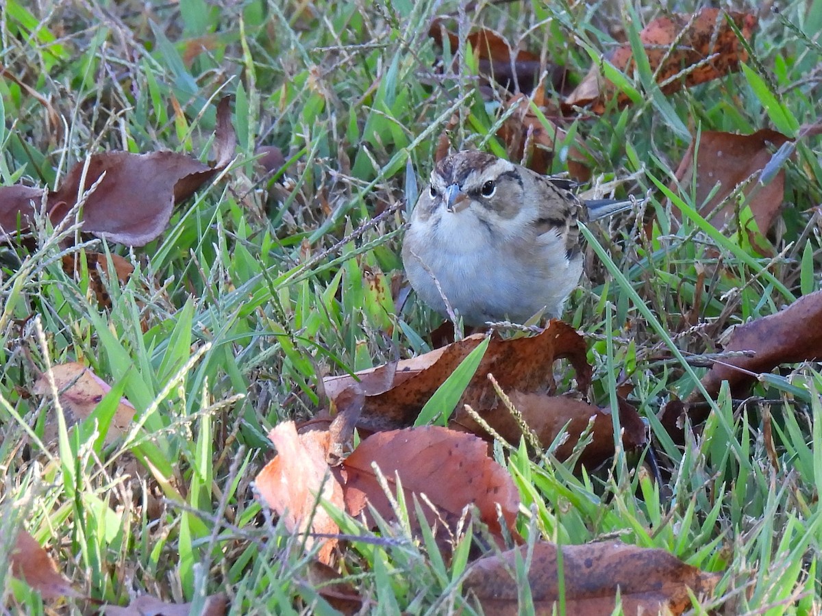 Карнатка білоброва - ML645376528