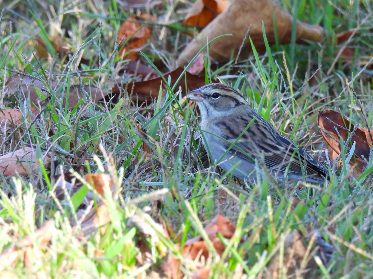 Карнатка білоброва - ML645376530