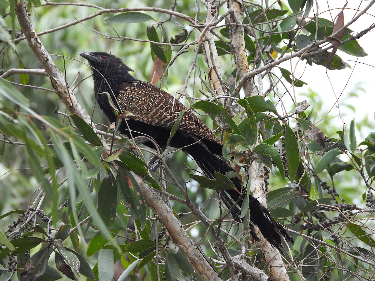 Pheasant Coucal - ML645376531