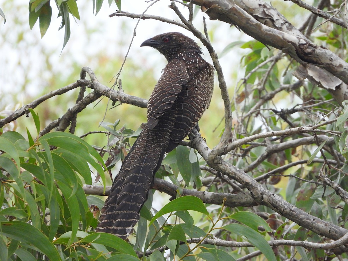 Pheasant Coucal - ML645376535