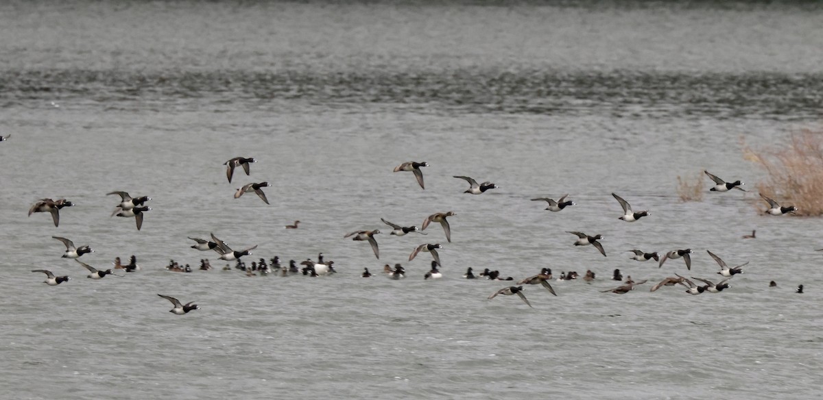 Ring-necked Duck - ML645376544