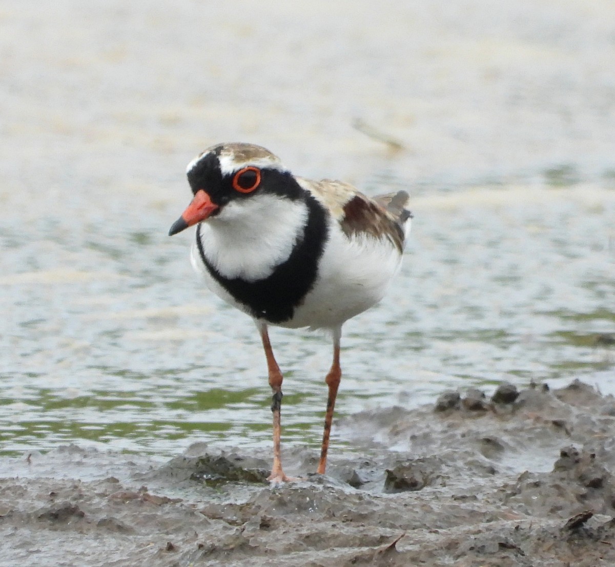 Black-fronted Dotterel - ML645376547