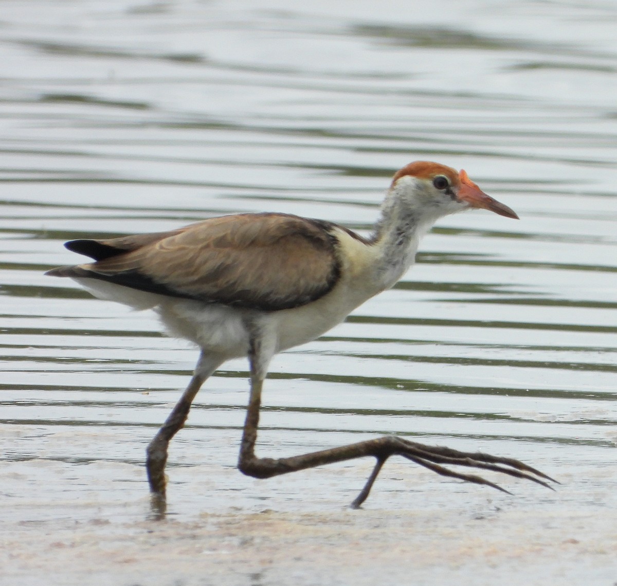 Comb-crested Jacana - ML645376565