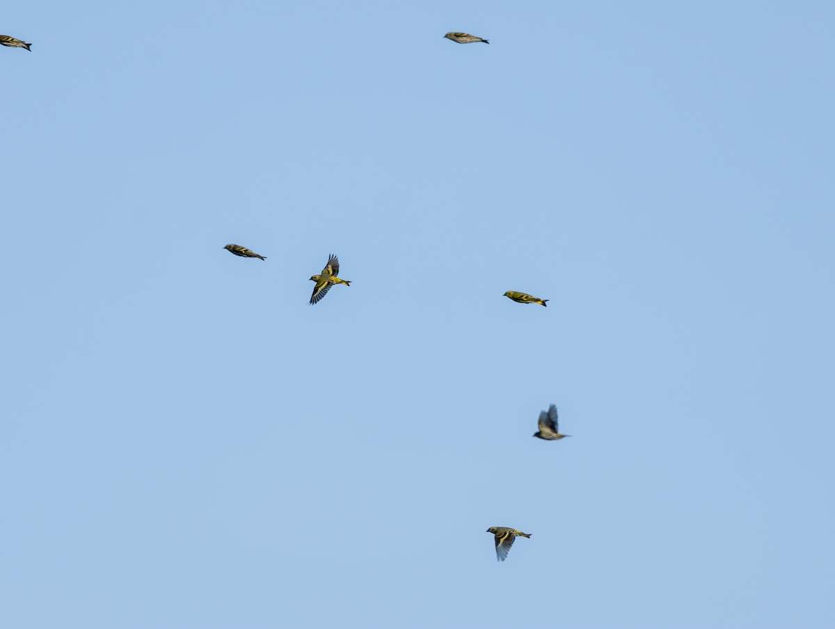 Eurasian Siskin - ML645376579