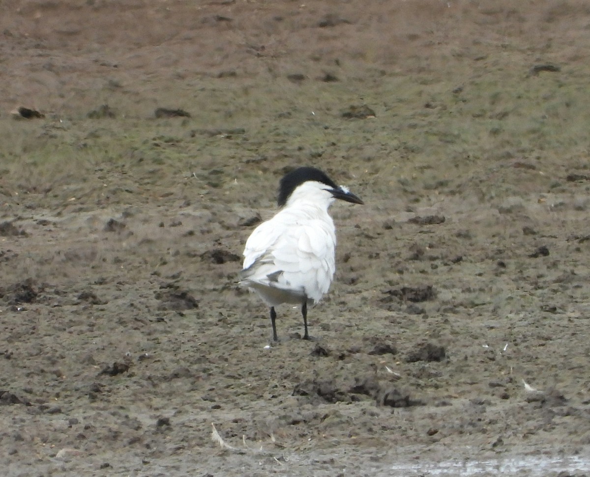 Australian Tern - ML645376580