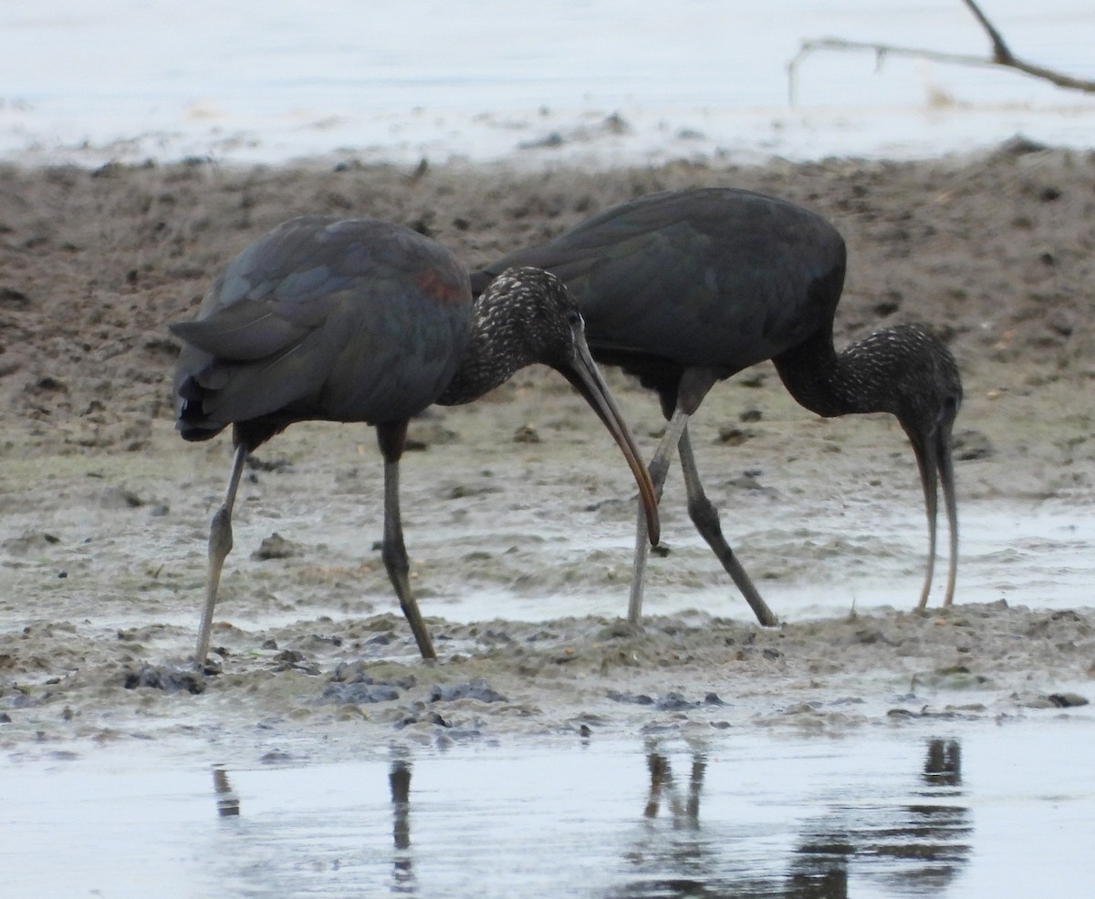 Glossy Ibis - ML645376594