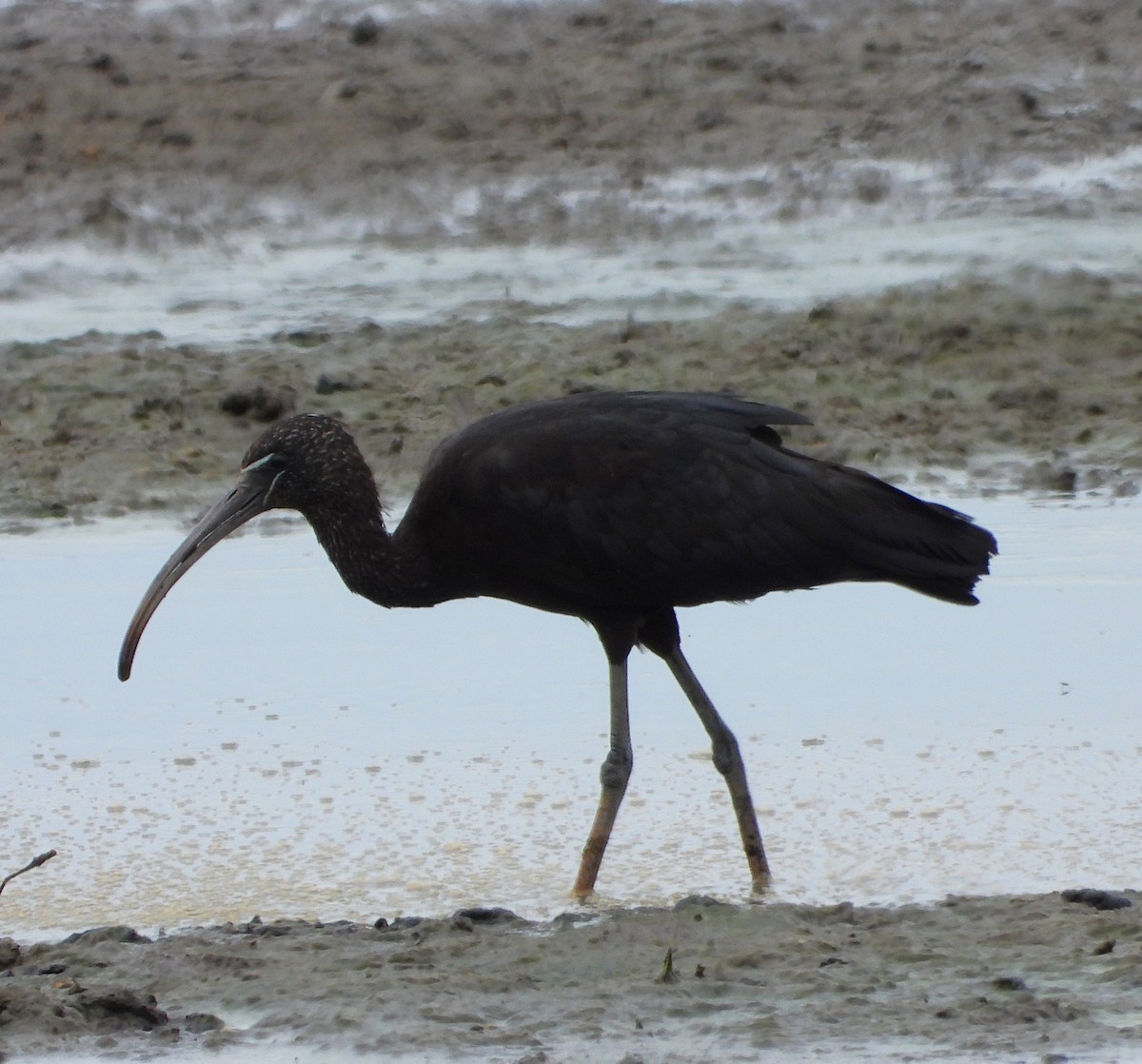 Glossy Ibis - ML645376596