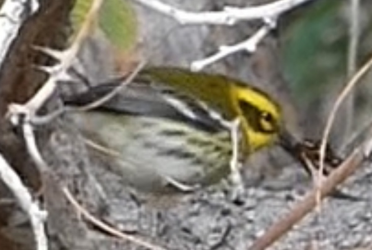 Townsend's Warbler - ML645376604